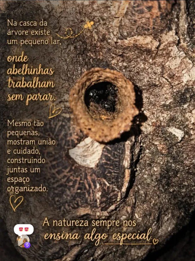 Concurso de Fotografia Ambiental